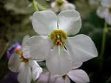 foto de flor de oreja de oso blanca  con tama�o de 160 X 120; ver distintas medidas disponibles a la derecha